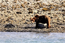 Small Brown Bear Eating Mussels